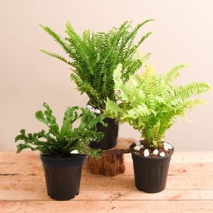 Best 3 Ferns for Indoor Plant Decor