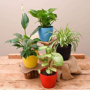 Best 4 plants to Kill Indoor Pollution