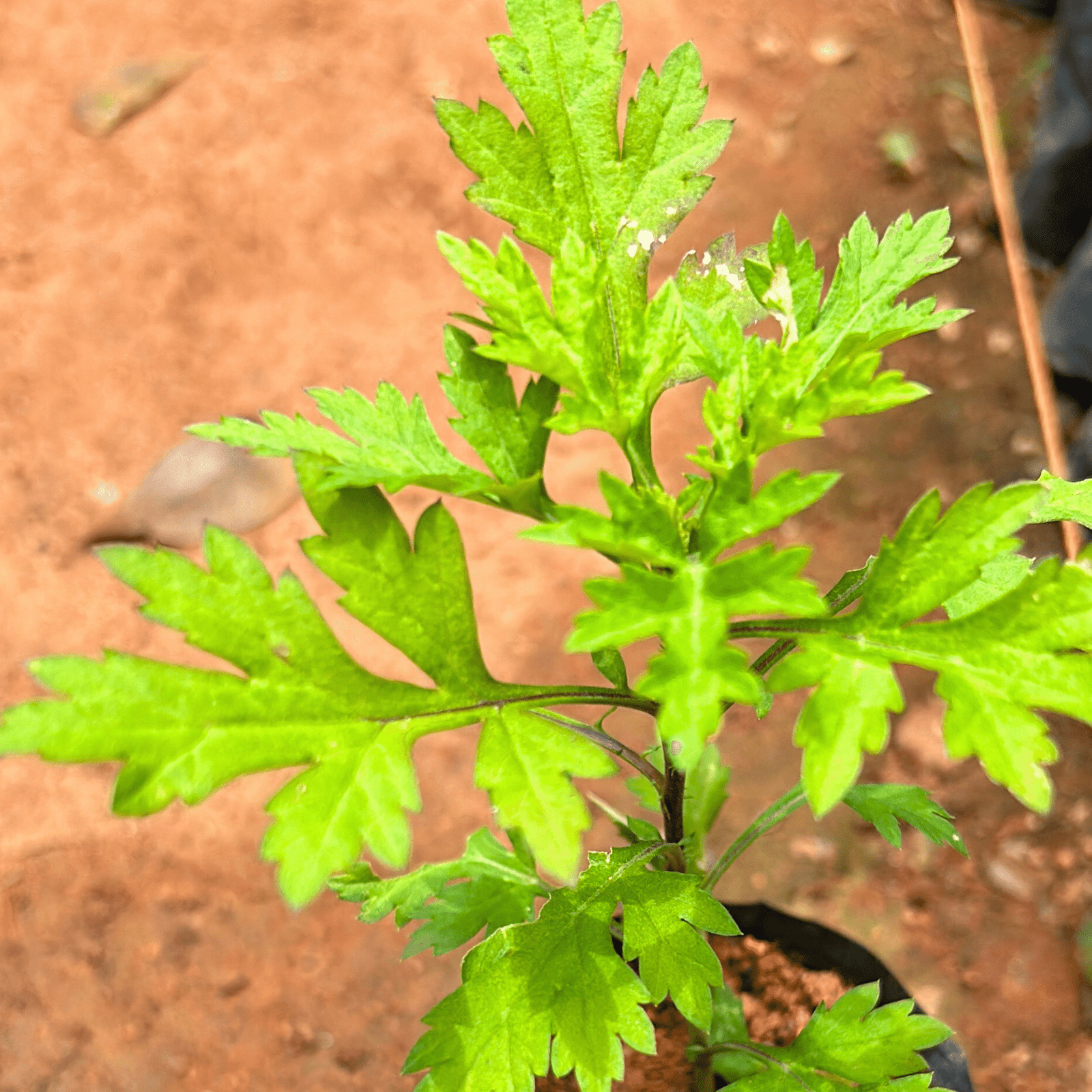 Bhasma Tulsi Medicinal Live Plant