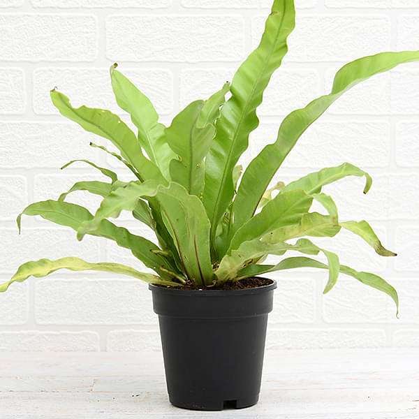 Bird Nest Fern, Asplenium nidus - Plant