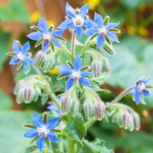 Borage Seeds (50 Seeds)