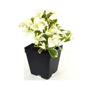 Bougainvillea Vanilla Ice Plant