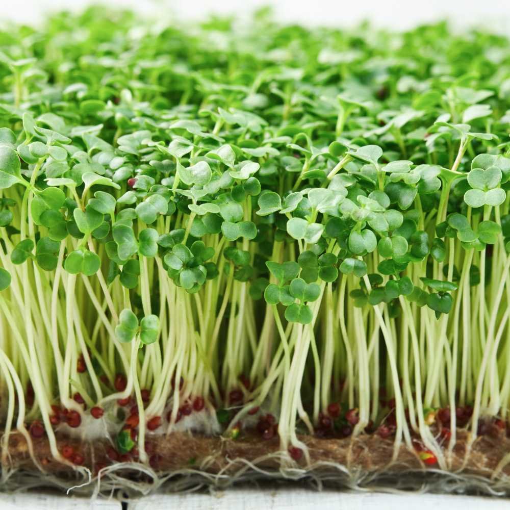 Broccoli Microgreen Seeds (10g)