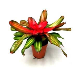 Bromeliad - Neoregelia ‘Fireball’ Plant