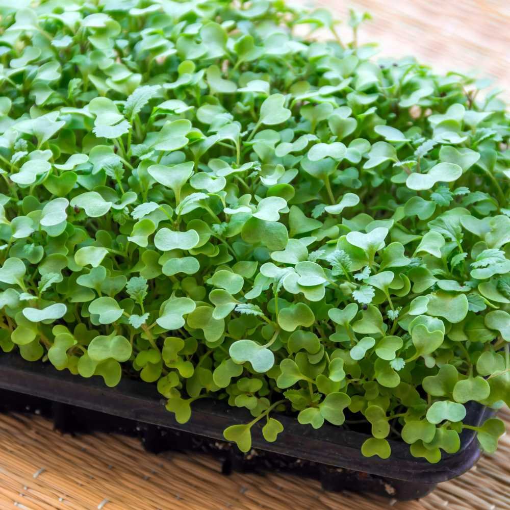 Cabbage Microgreen Seeds - 20g
