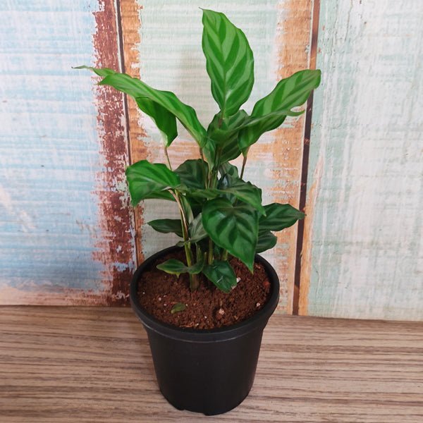 Calathea concinna freddie, Calathea concinna - Plant