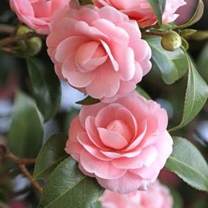 Camellia Plant for Sale | Buy Camellia Online | Camellia Flower Plant for Sale