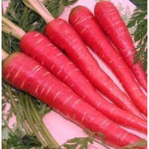 CARROT HYBRID SEEDS (50 seeds)