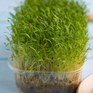 Carrot Microgreen Seeds (20g)