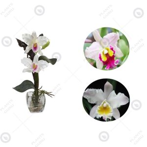 Catleya Orchid White - Orchid Plant