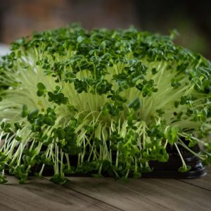 Cauliflower Microgreen Seeds (20g)