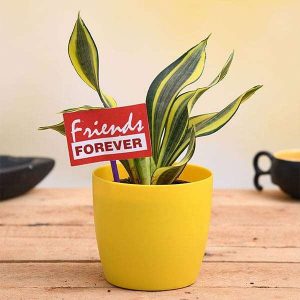 Celebrate Friendship with Sansevieria and a Flag