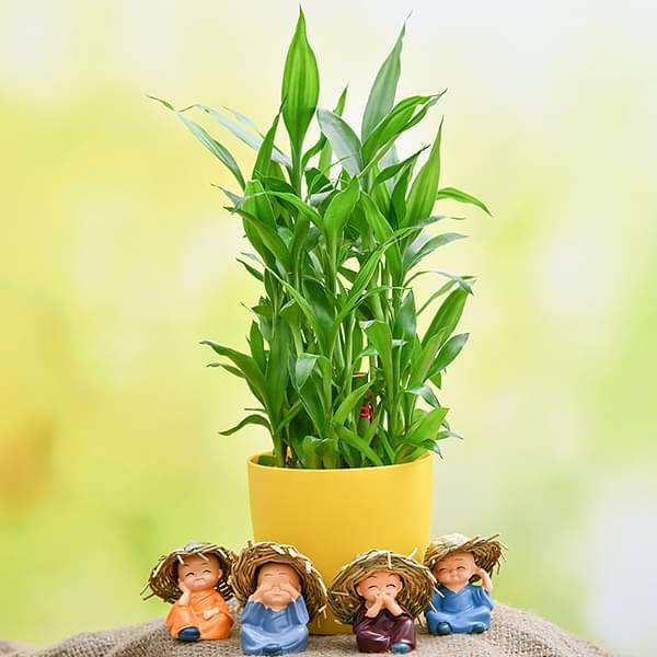 Celebrate Happiness with 3 Layer Lucky Bamboo and Cute Monks