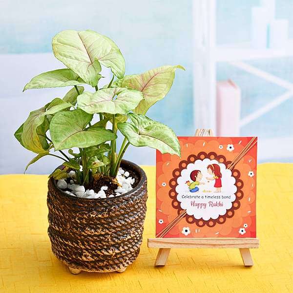 Celebrate Timeless Bond with Syngonium Plant and Happy Rakhi Easel