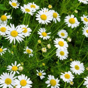 Chamomile German Seeds - 1000 Seeds (कैमोमाइल के बीज)