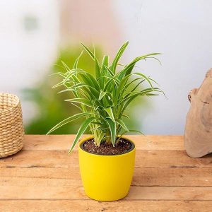 Chlorophytum, Spider Plant - Plant