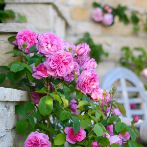 Climbing Rose Plant (pink) in 6" Inch Pot