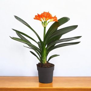 Clivia Miniata Plant - Clivia Lily, Bush lily