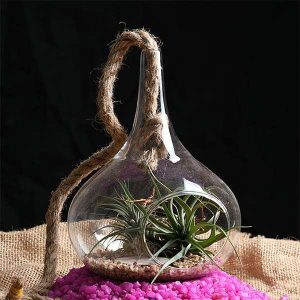 Coastline - Air Plant