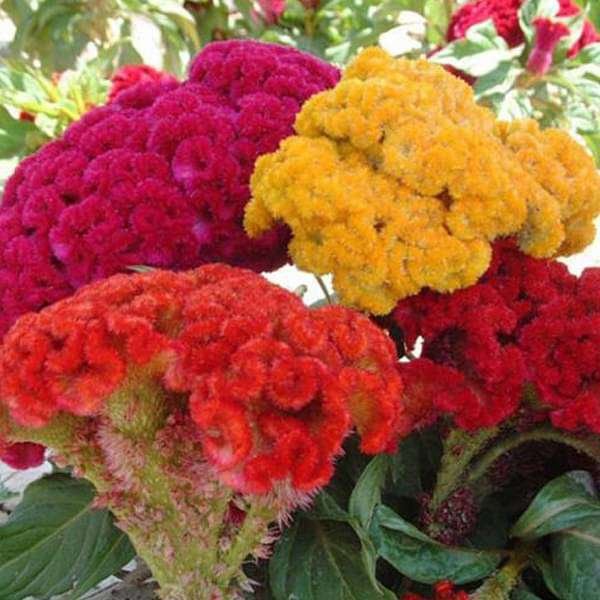 Cockscomb Mixed Color - Desi Flower Seeds