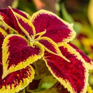 Coleus Bicolor Plant