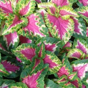 Coleus Wizard Rose Plant