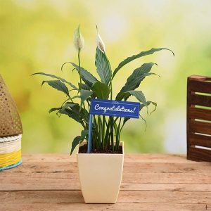 Congratulate with Peace Lily Plant