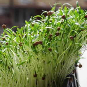 Coriander Microgreen Seeds