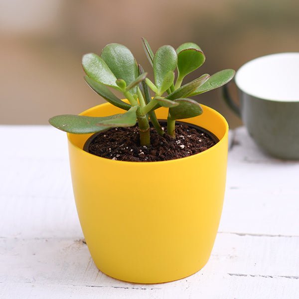 Crassula ovata, Jade Plant - Succulent Plant