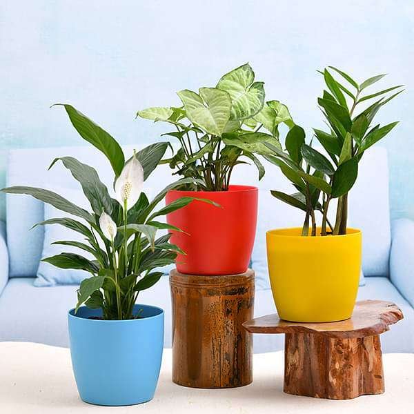 Cute Shade Loving Indoor Plants for Office