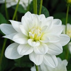 Dahlia White Plant