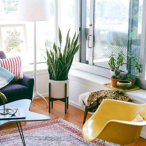 Delightful 1BHK (Classic) Plant Decor Pack