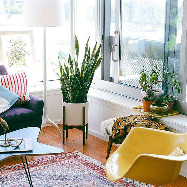 Delightful 1BHK (Classic) Plant Decor Pack