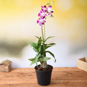 Dendrobium Orchid - Plant