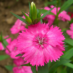 Dianthus Pink Plant
