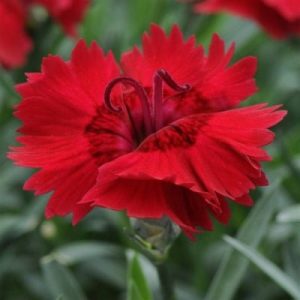 Dianthus Red Plant
