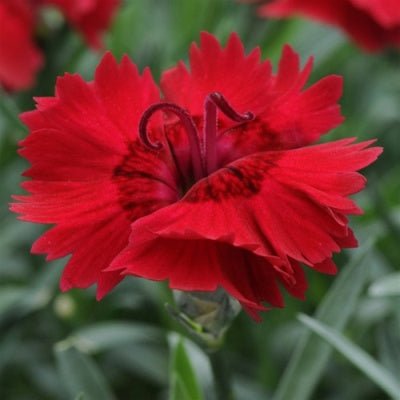 Dianthus Red Plant