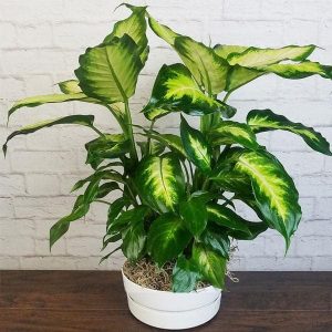 Dieffenbachia Compacta, Perfecta - Plant