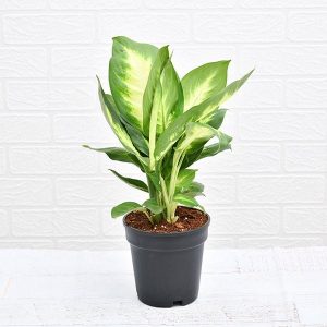 Dieffenbachia Maculata - Plant