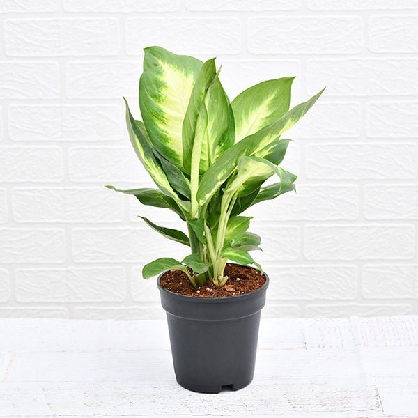 Dieffenbachia Maculata - Plant