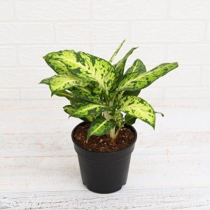 Dieffenbachia Mary - Plant