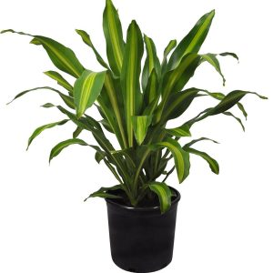 Dracaena Massangeana, Dracaena fragrans - Plant