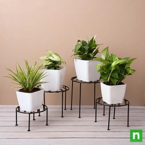 Easy to grow plants on metal stand for Indirect light location
