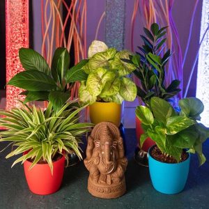 Eco-friendly Ganesha with Oxygen Enriching Indoor Garden