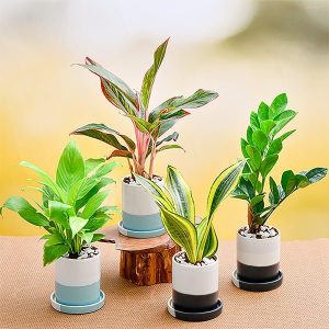 Eco Friendly Gift Bundle for Healthy Living