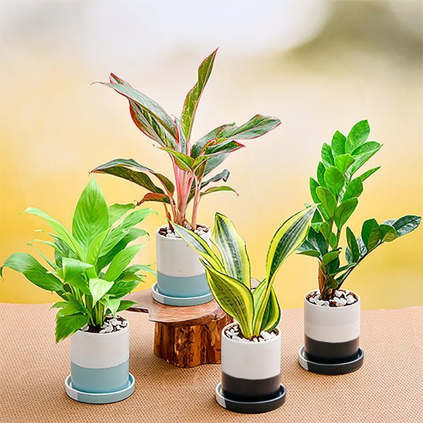 Eco Friendly Gift Bundle for Healthy Living