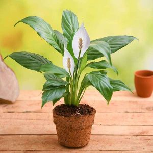 Eco friendly Peace Lily - Gift Plant