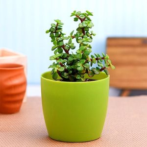 Elephant bush, Portulacaria afra, Jade plant (Green) - Succulent Plant