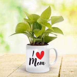 Feng Shui Money Plant in a Mug for Lovely Mother