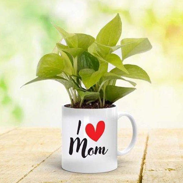 Feng Shui Money Plant in a Mug for Lovely Mother